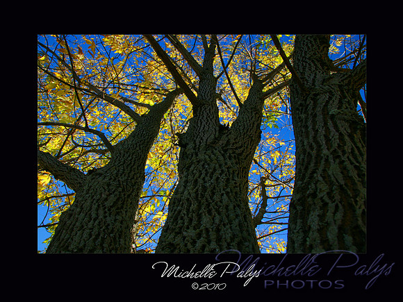 We Three Trees