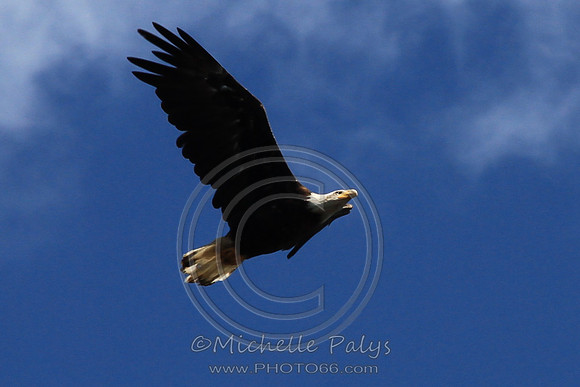 9010-Photo66