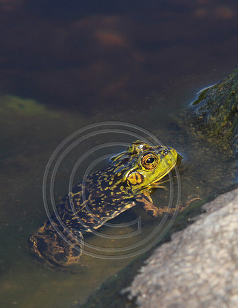 8891-Photo66