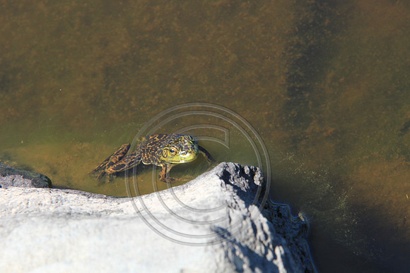 8884-Photo66