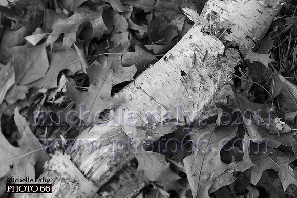 6380-Photo66
