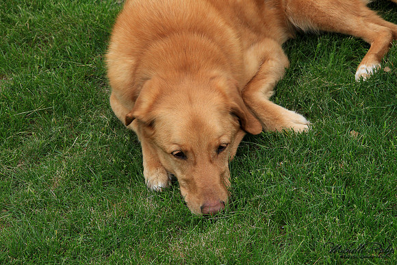 9302-Palys-photo66.com