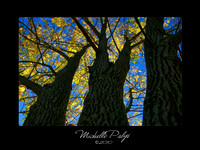 We Three Trees