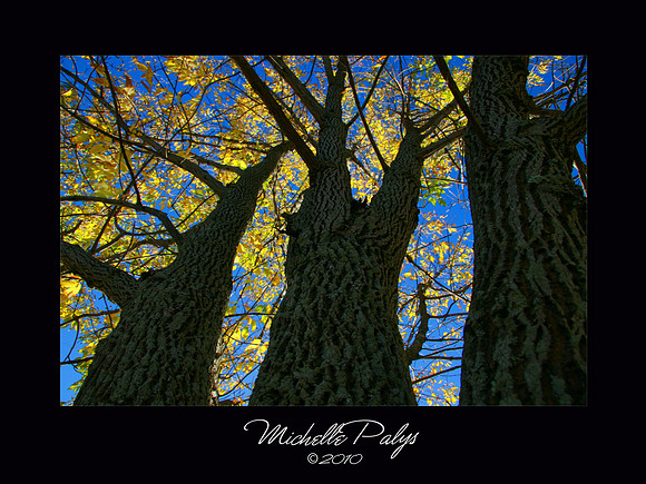 We Three Trees