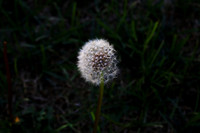 IMG_3234v1