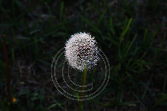 IMG_3234v1