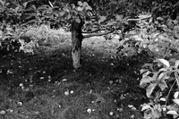 IMG_3279v1