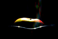 IMG_3150v1