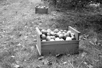 IMG_3268v1