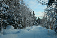 4950-Photo66