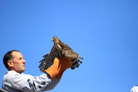 NH Audubon Raptor Release 9-16-12