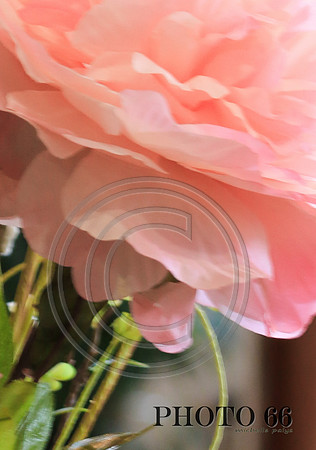 3912-Photo66