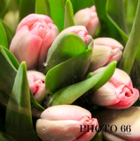 3931-Photo66