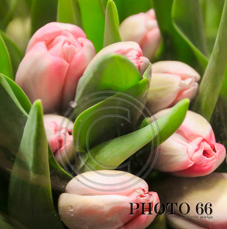 3931-Photo66