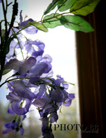 3921-Photo66