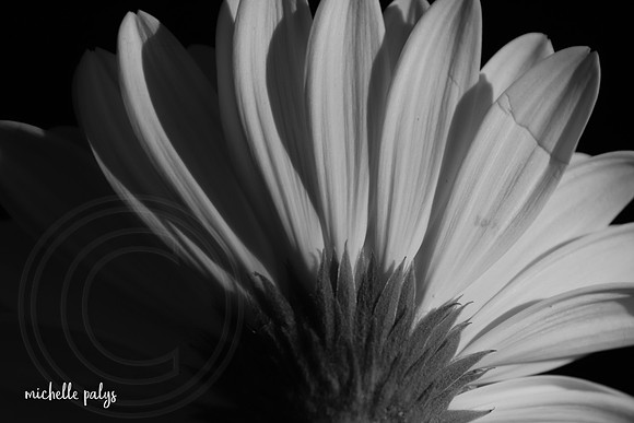 0239-photo66