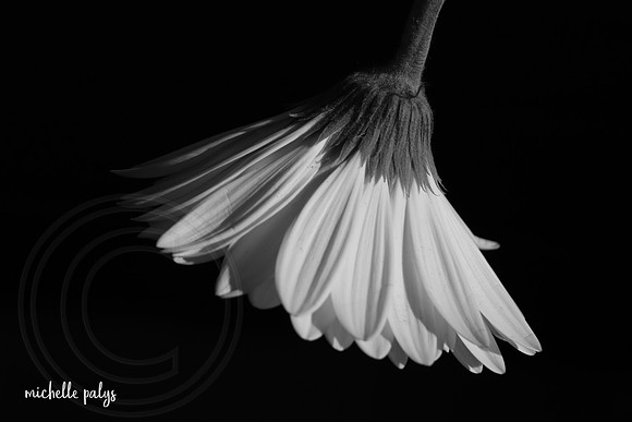 0253-photo66