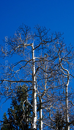 00733-Photo66