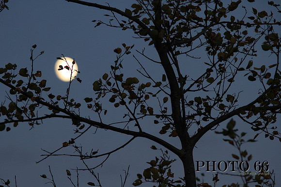 IMG_0302Palys-Photo66
